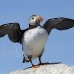 puffin_atlantic_msi_h_2560_can1932.jpg